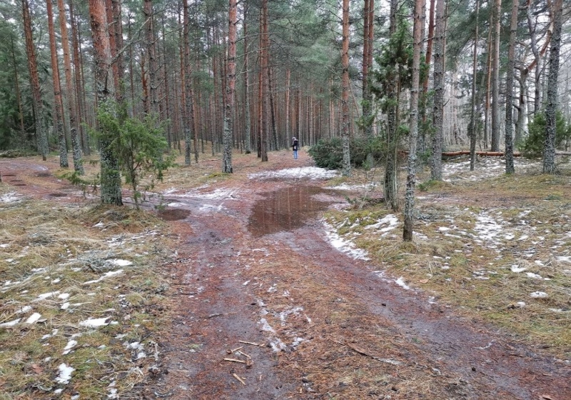 Metsas vaheldub maastik siledast männimetsast kuni lagedate luiteküngasteni.