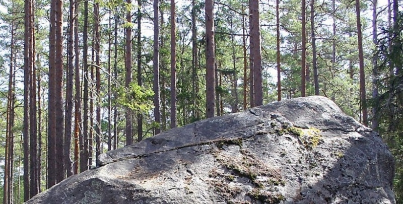 Rändrahn Käsmu metsas